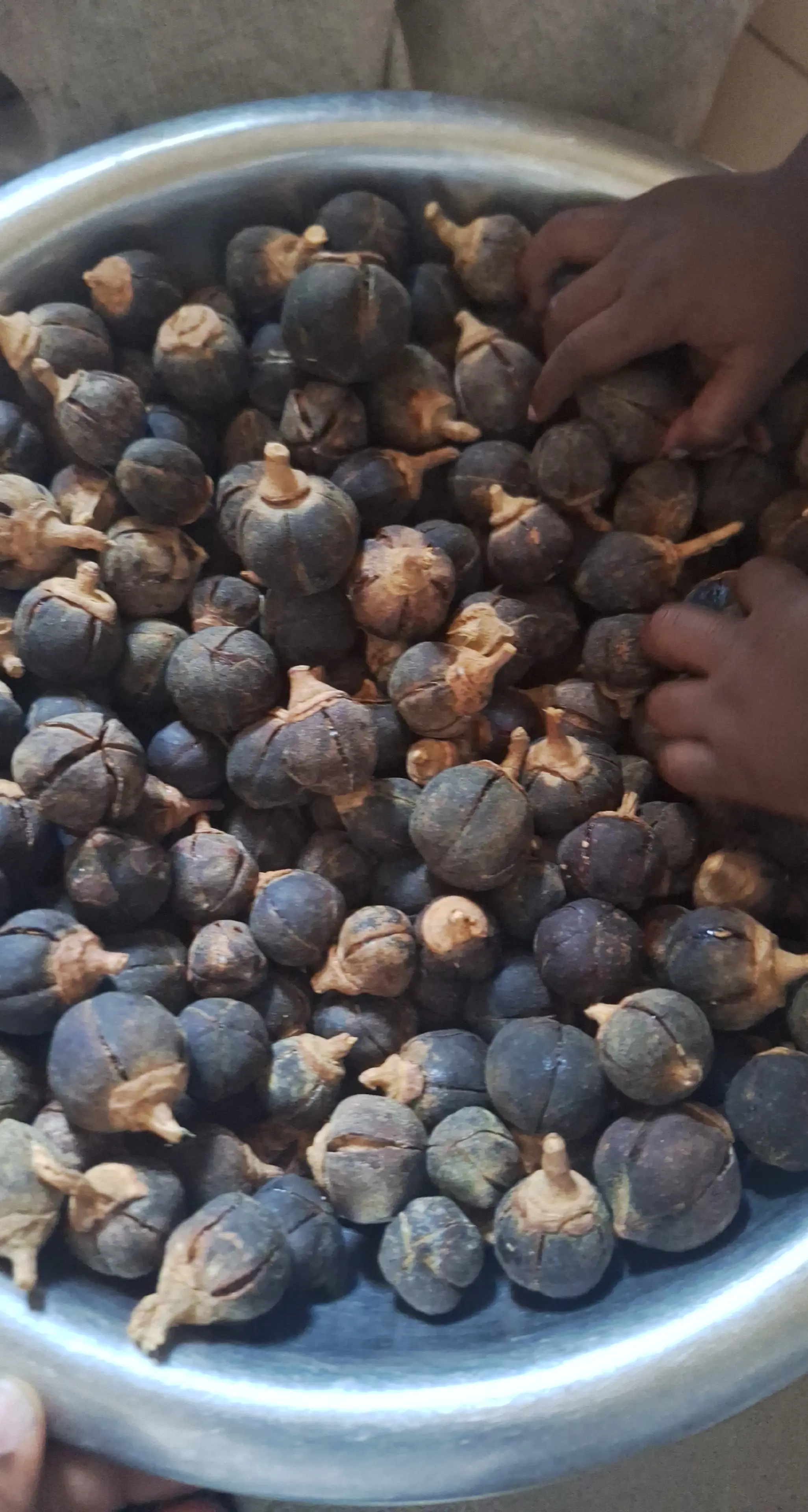 Gorotoula  - Vue détaillée 1