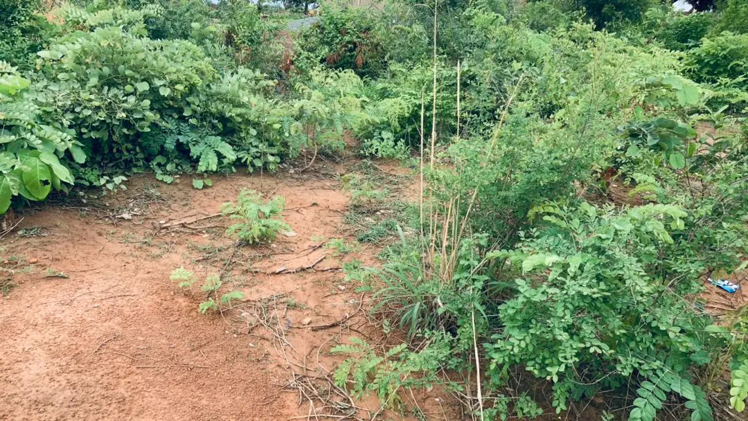 Vue alternative 2 - Parcelles à Vendre à Montougoula 